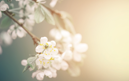 White Apricot Blossom Branch Theme: A Fresh and Radiant Morning Bloom  from Chrome web store to be run with OffiDocs Chromium online