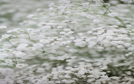 White baby flower wallpaper  from Chrome web store to be run with OffiDocs Chromium online