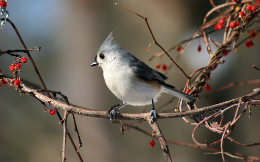 White bellied bird  from Chrome web store to be run with OffiDocs Chromium online