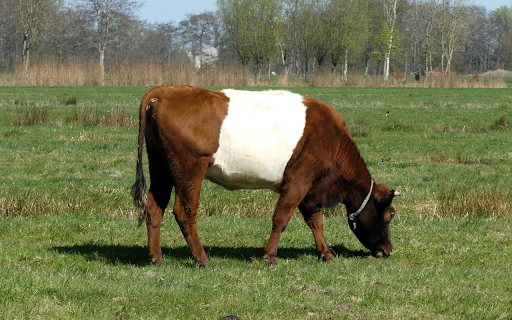 White Belly Cow  from Chrome web store to be run with OffiDocs Chromium online