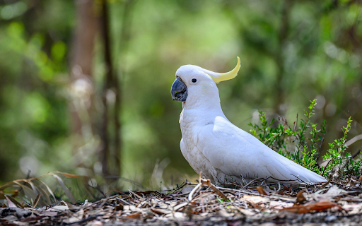 White bird and crest  from Chrome web store to be run with OffiDocs Chromium online