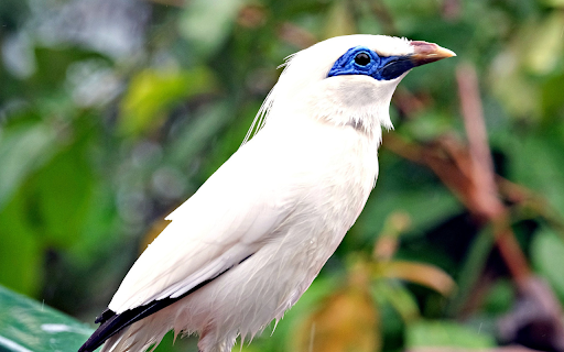 White bird and jade eyes  from Chrome web store to be run with OffiDocs Chromium online