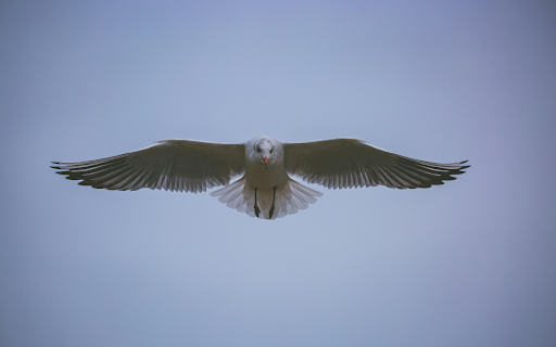 White Bird Flying in the Sky  from Chrome web store to be run with OffiDocs Chromium online
