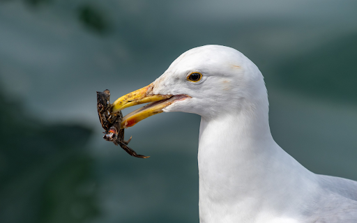 White bird hunting  from Chrome web store to be run with OffiDocs Chromium online