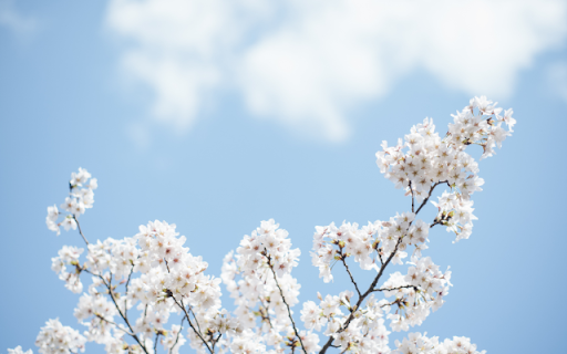 White Blooms, Skys Gentle Hug  from Chrome web store to be run with OffiDocs Chromium online