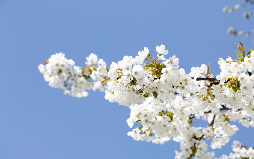 White Blossom Sky  from Chrome web store to be run with OffiDocs Chromium online