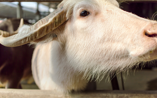 White buffalo and long horn  from Chrome web store to be run with OffiDocs Chromium online