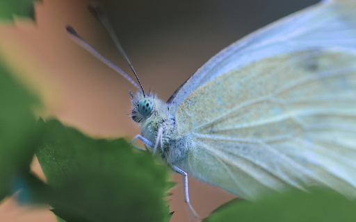 White butterfly  from Chrome web store to be run with OffiDocs Chromium online