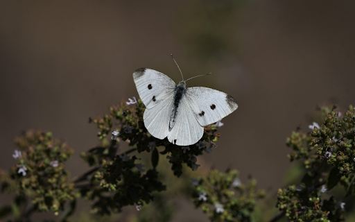 White Butterfly in Stillness  from Chrome web store to be run with OffiDocs Chromium online