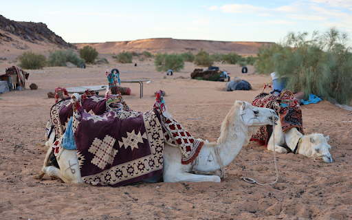 White Camels  from Chrome web store to be run with OffiDocs Chromium online