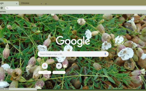 White Campion  from Chrome web store to be run with OffiDocs Chromium online