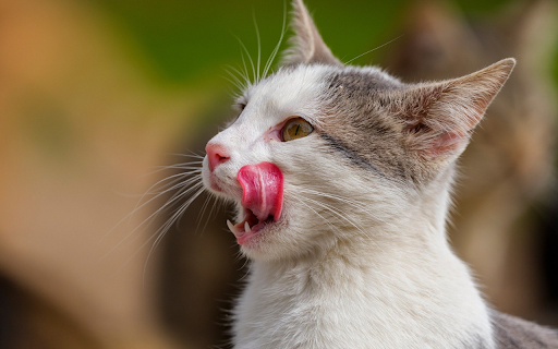 White Cat and Pink Tongue  from Chrome web store to be run with OffiDocs Chromium online