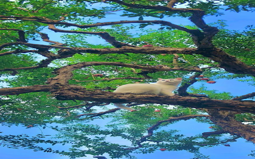White cat on tree wallpape  from Chrome web store to be run with OffiDocs Chromium online