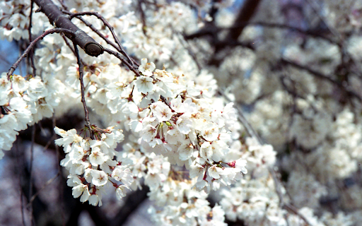 White Cherry Blossom Flowers in Close up Photography  from Chrome web store to be run with OffiDocs Chromium online