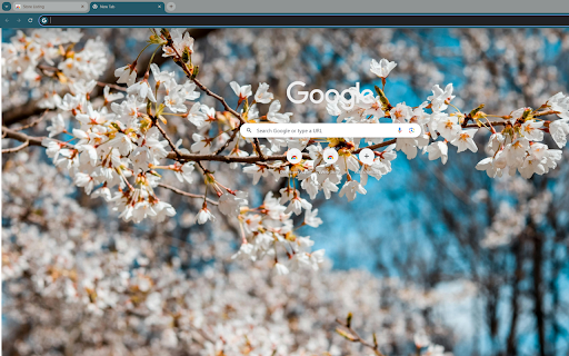 white cherry blossoms in full bloom  from Chrome web store to be run with OffiDocs Chromium online