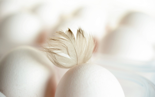 White chicken eggs  from Chrome web store to be run with OffiDocs Chromium online