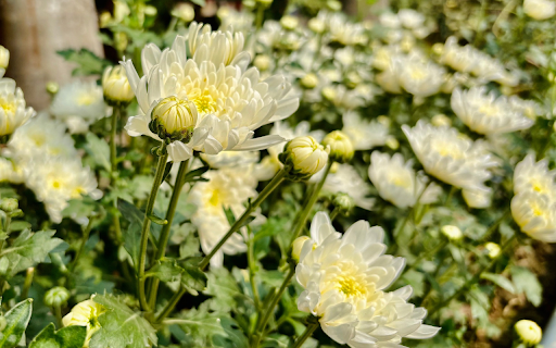 White chrysanthemum garden  from Chrome web store to be run with OffiDocs Chromium online