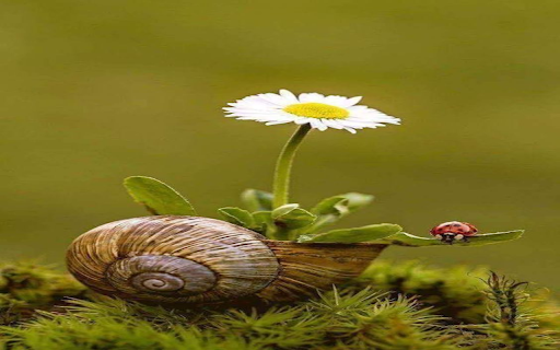 White chrysanthemum wallpaper  from Chrome web store to be run with OffiDocs Chromium online
