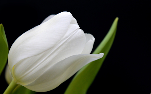 White cotton  from Chrome web store to be run with OffiDocs Chromium online