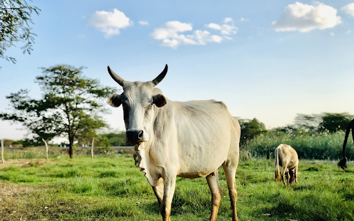 White cow  from Chrome web store to be run with OffiDocs Chromium online