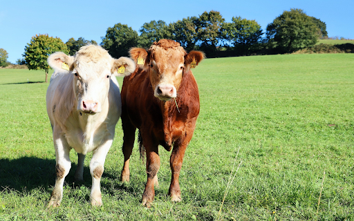 White cow, yellow cow  from Chrome web store to be run with OffiDocs Chromium online