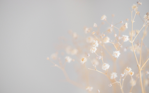 White Daisy Theme: A Fresh and Elegant Touch of Nature  from Chrome web store to be run with OffiDocs Chromium online