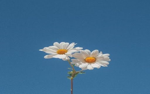 white daisy wallpaper  from Chrome web store to be run with OffiDocs Chromium online