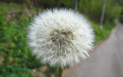 White dandelion flowers  from Chrome web store to be run with OffiDocs Chromium online
