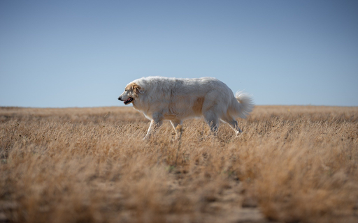 White dog  from Chrome web store to be run with OffiDocs Chromium online