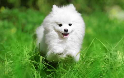 White Dog: A Symbol of Purity and Loyalty  from Chrome web store to be run with OffiDocs Chromium online