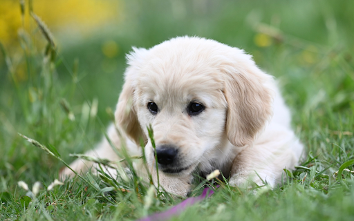 White Dog on the Grass  from Chrome web store to be run with OffiDocs Chromium online