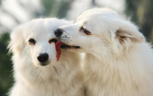 White Dogs Sharing Affection in Close up Portrait  from Chrome web store to be run with OffiDocs Chromium online