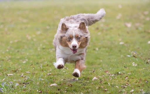WHITE DOG Theme  from Chrome web store to be run with OffiDocs Chromium online