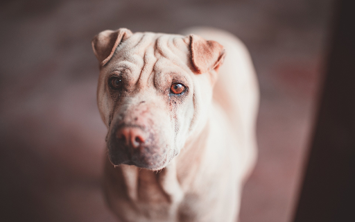 White dog with floppy ears  from Chrome web store to be run with OffiDocs Chromium online