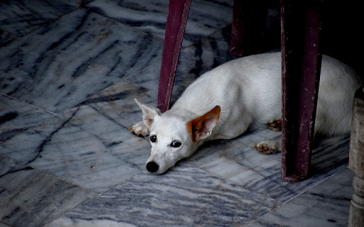 White dog with yellow ears  from Chrome web store to be run with OffiDocs Chromium online