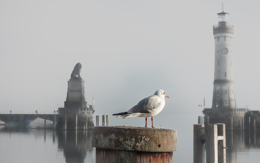White dove  from Chrome web store to be run with OffiDocs Chromium online