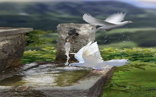 White dove wallpaper  from Chrome web store to be run with OffiDocs Chromium online