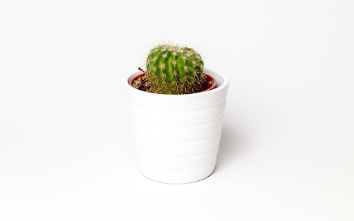White dragon dew flower pot  from Chrome web store to be run with OffiDocs Chromium online