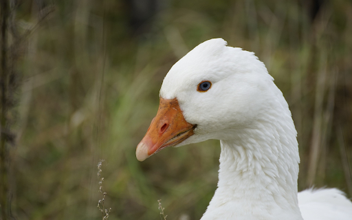 White duck  from Chrome web store to be run with OffiDocs Chromium online
