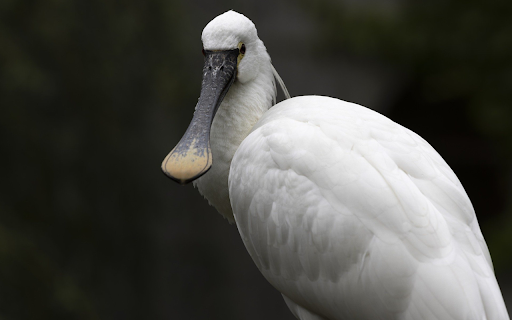 White duck billed bird  from Chrome web store to be run with OffiDocs Chromium online