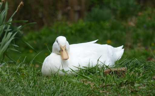 White Duck Lying on the Grass  from Chrome web store to be run with OffiDocs Chromium online