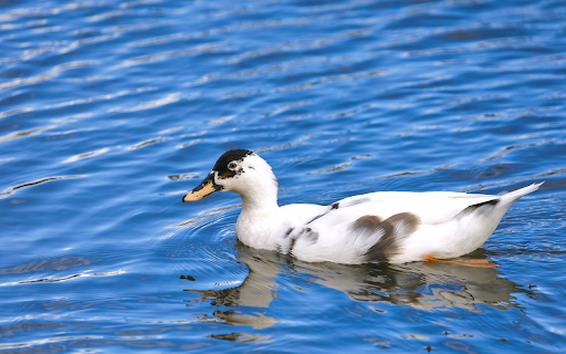 White duck with black spots  from Chrome web store to be run with OffiDocs Chromium online