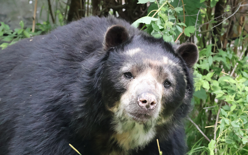 White Face Bear  from Chrome web store to be run with OffiDocs Chromium online