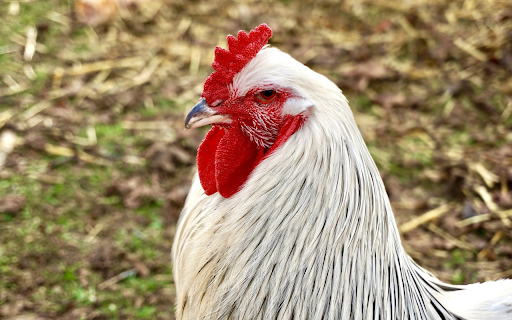 White feathered chicken  from Chrome web store to be run with OffiDocs Chromium online