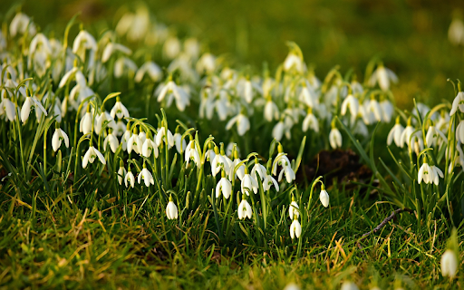 White flower bed  from Chrome web store to be run with OffiDocs Chromium online