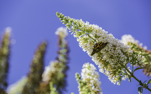 white flower branch and butterfly  from Chrome web store to be run with OffiDocs Chromium online