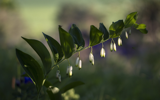 White flower branches  from Chrome web store to be run with OffiDocs Chromium online