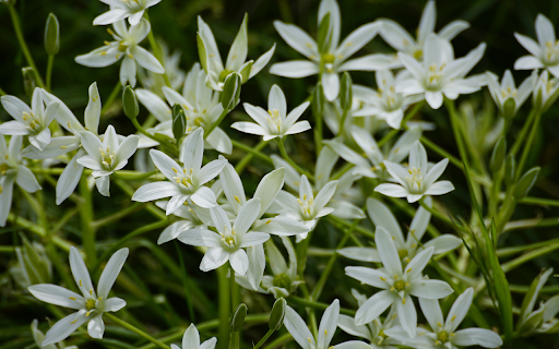 White flower branches bloom  from Chrome web store to be run with OffiDocs Chromium online