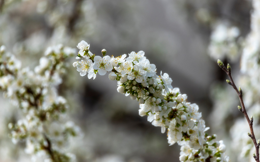 White Flower Branch Welcomes Spring  from Chrome web store to be run with OffiDocs Chromium online