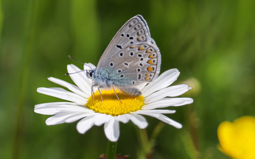 White Flower Butterfly Beautiful  from Chrome web store to be run with OffiDocs Chromium online